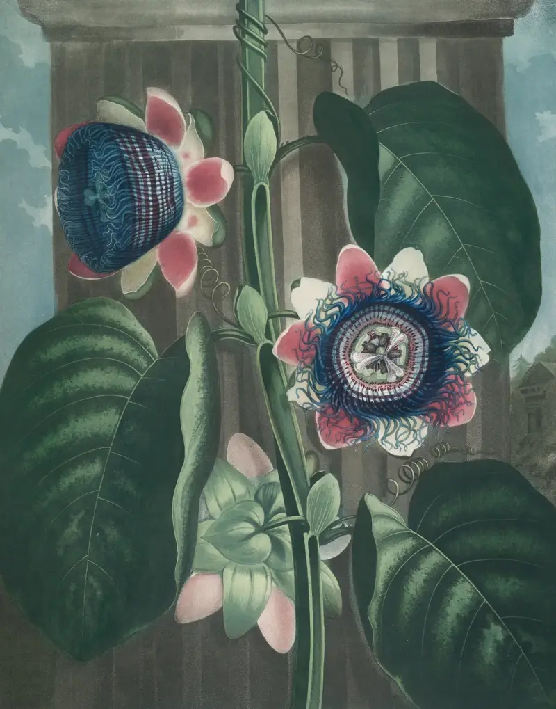 Den fyrkantiga passionsblomman av Robert John Thornton