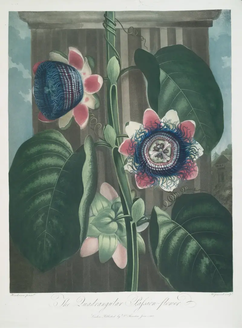 Den fyrkantiga passionsblomman av Robert John Thornton
