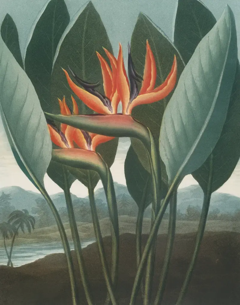 Královna, 1807, Robert John Thornton