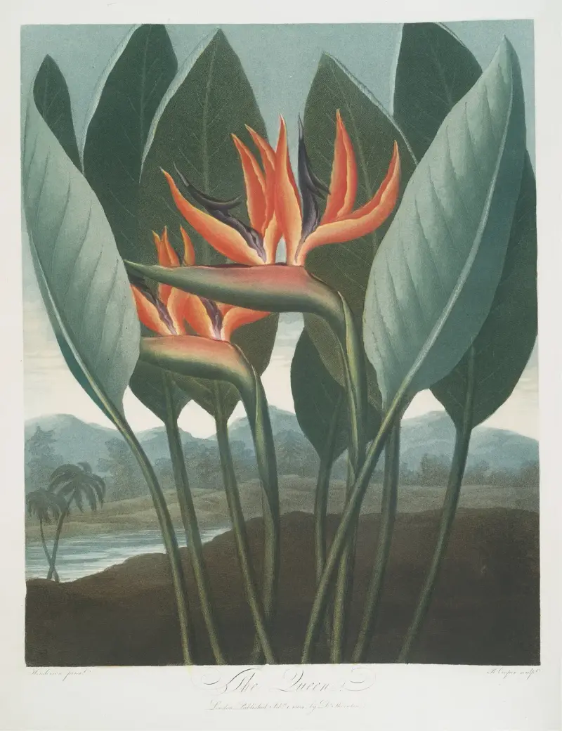 Die Königin, 1799 von Robert John Thornton