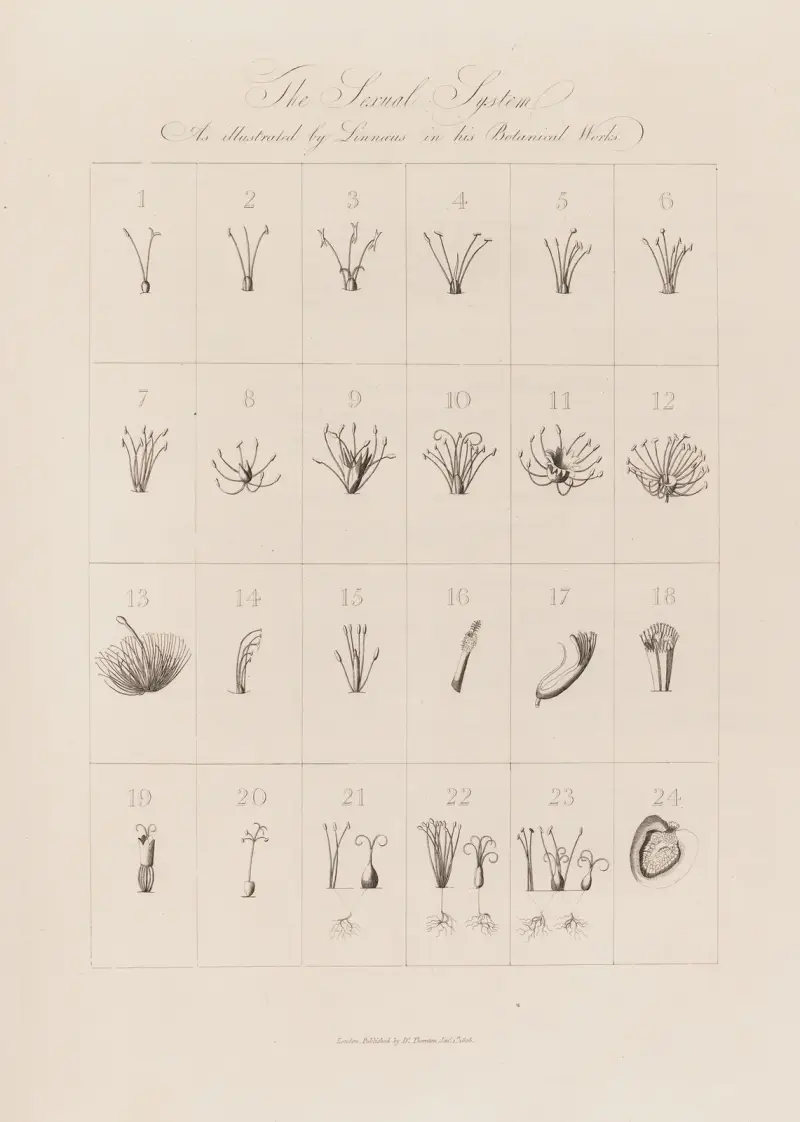 Linnés sexuella system av Robert John Thornton