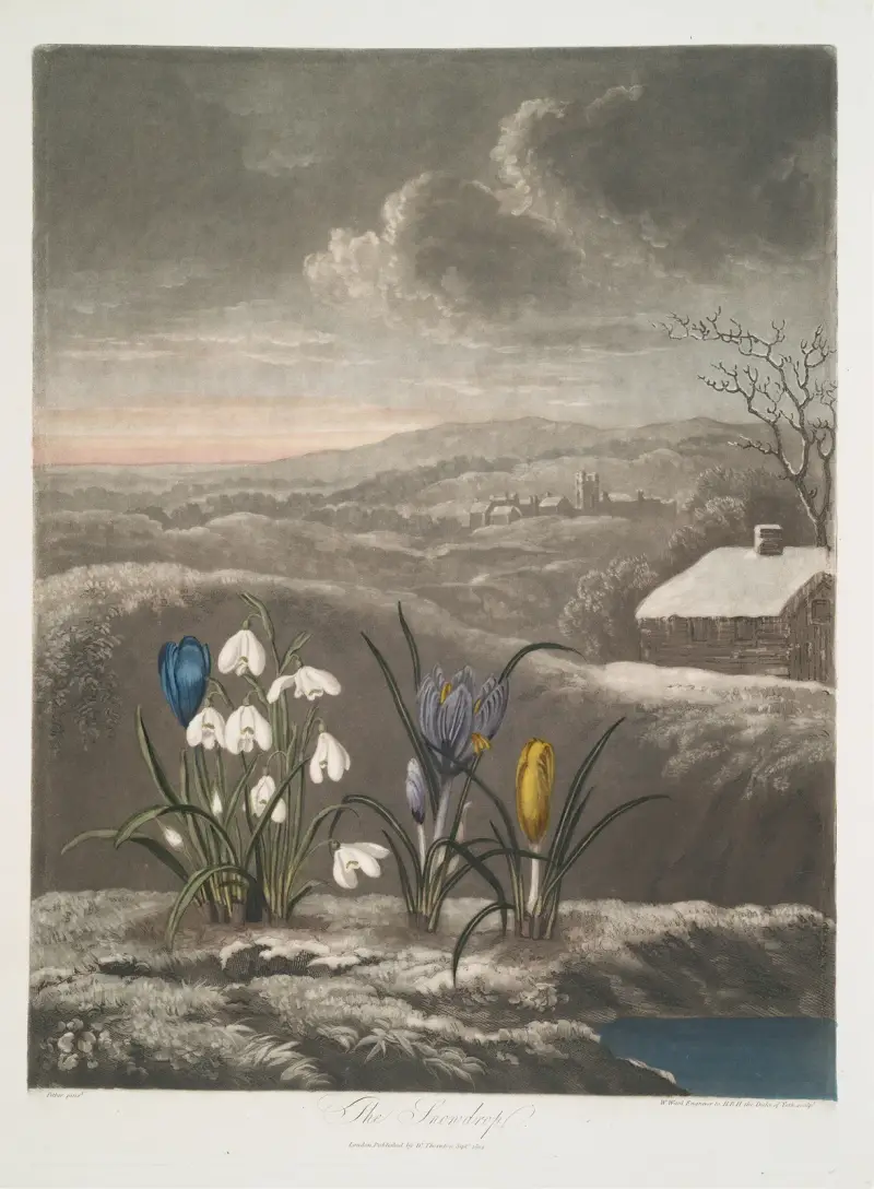Das Schneeglöckchen, 1799 von Robert John Thornton