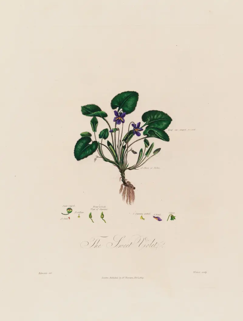 The Sweet Violet av Robert John Thornton