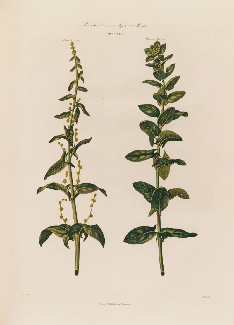 The Two Sexes on different Plants. Spinach. av Robert John Thornton