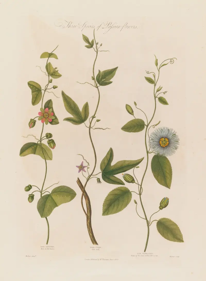 Three Species of Passion-flowers. The Dotted, The Cork, The Serrated av Robert John Thornton