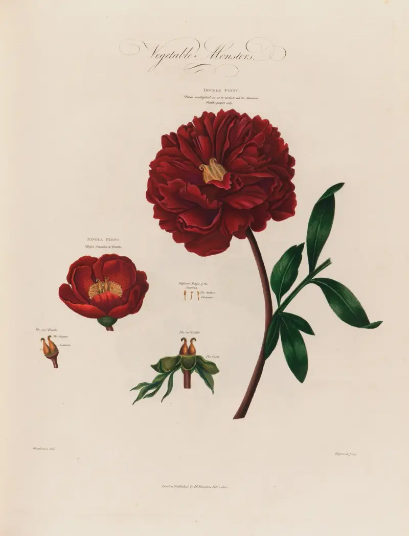 Vegetabilische Monster [Pfingstrosen] von Robert John Thornton