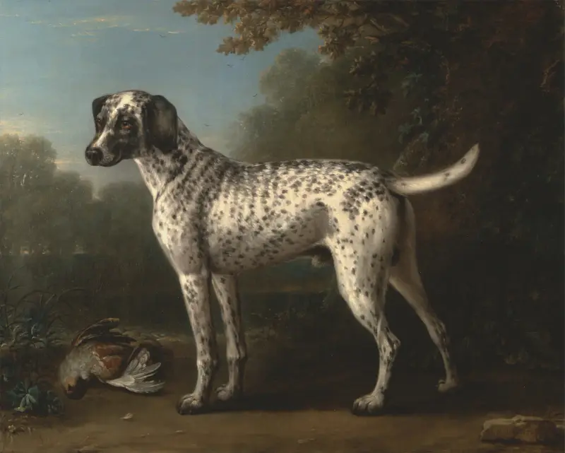 En grå fläckig hund av John Wootton