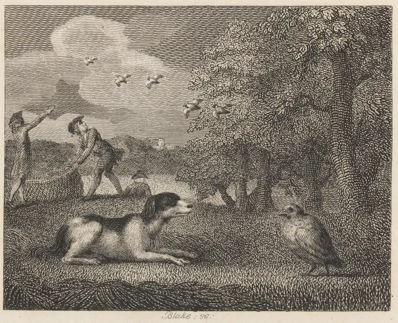 Fabel XXX. Stående hunden och rapphönan av John Wootton