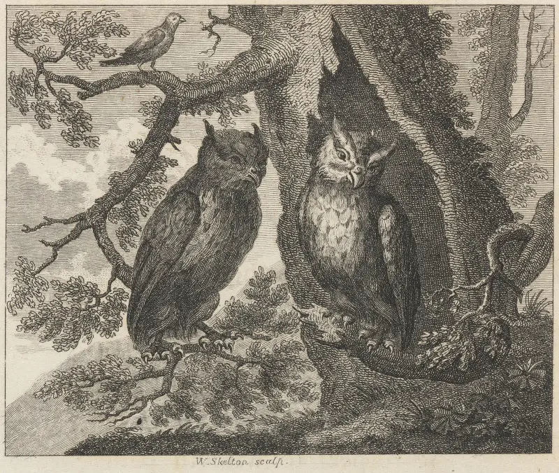 Fable XXXII. The Two Owls and the Sparrow av John Wootton