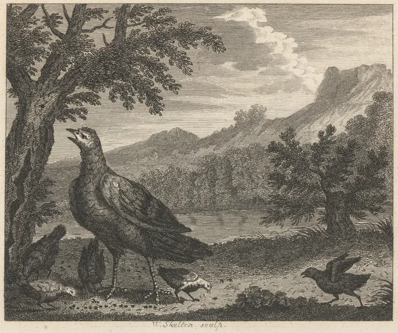 Fable XXXVIII. The Turkey and the Ant av John Wootton