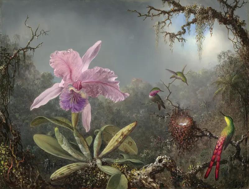Cattleya Orchid and Three Hummingbirds av Martin Johnson Heade