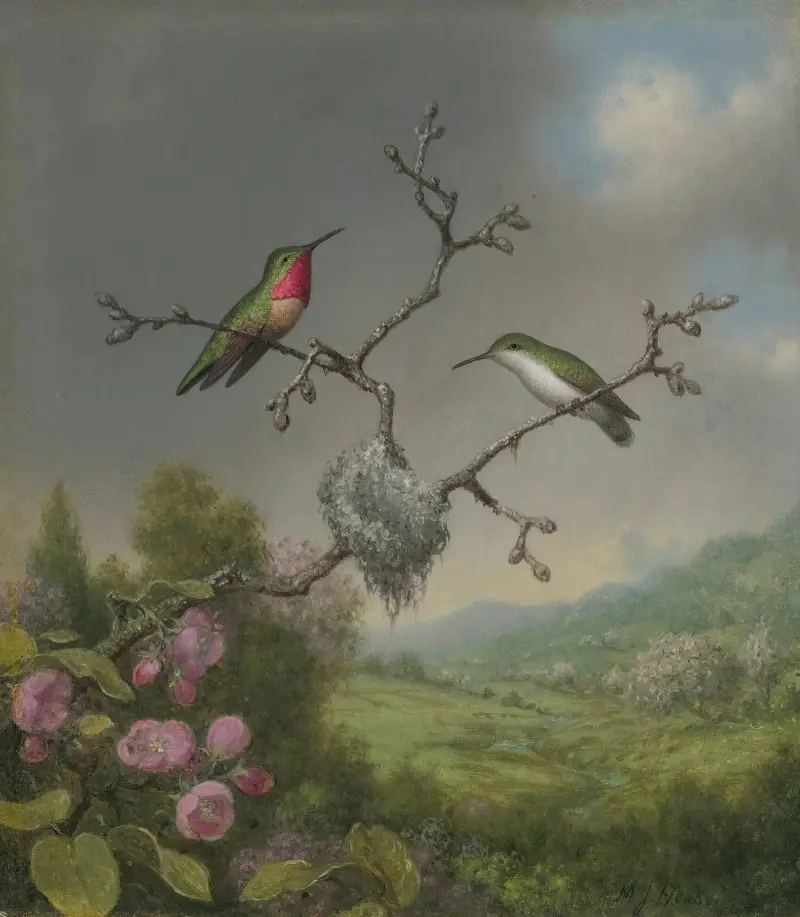 Hummingbirds and apple blossoms av Martin Johnson Heade