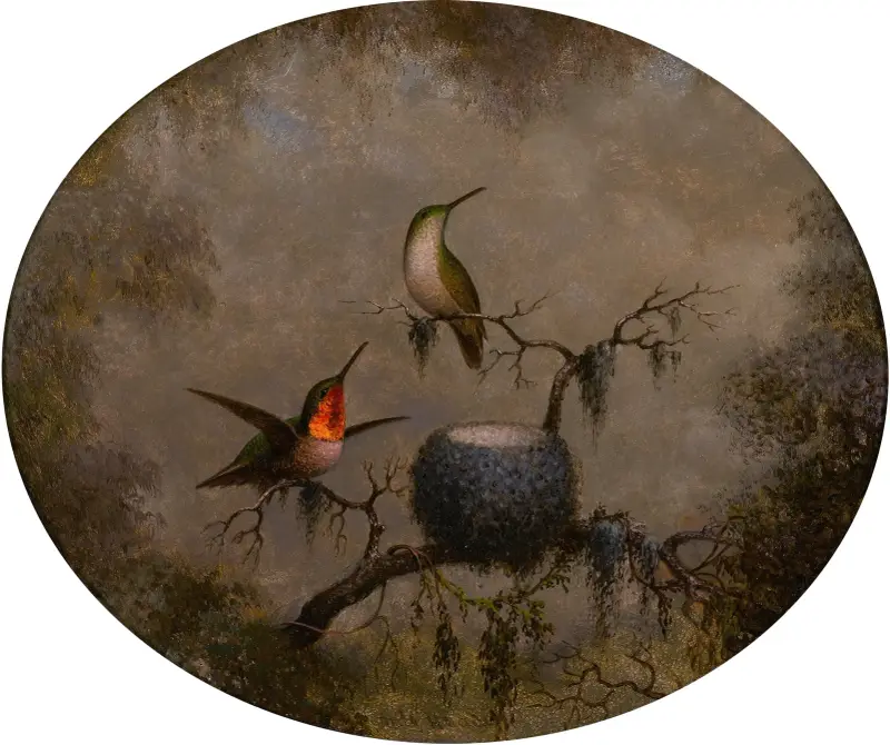 Hummingbirds and Their Nest av Martin Johnson Heade