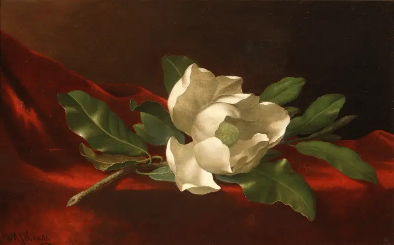 Magnolia, Martin Johnson Heade