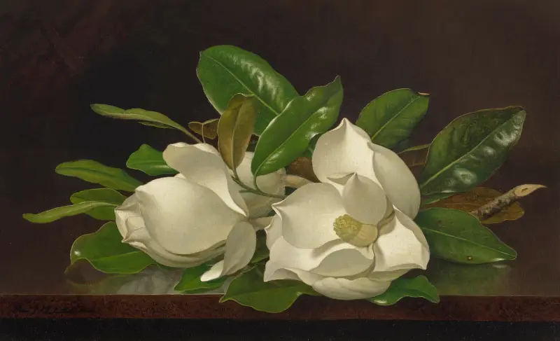 Magnolias on a Shiny Table av Martin Johnson Heade
