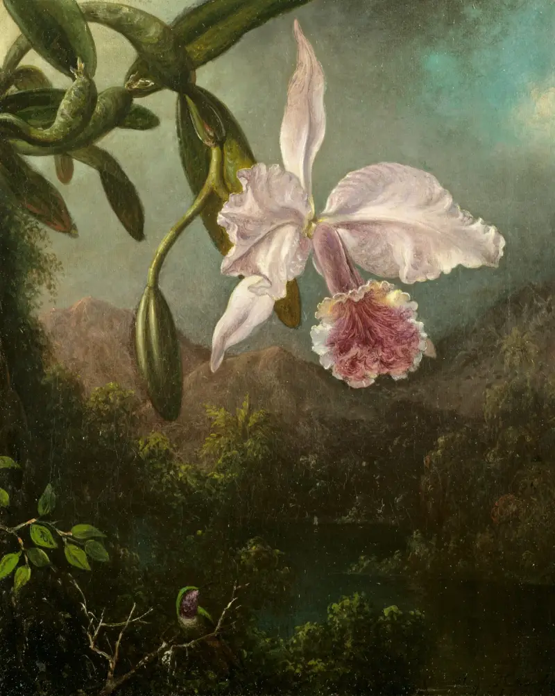 Orchidejové květy, Martin Johnson Heade