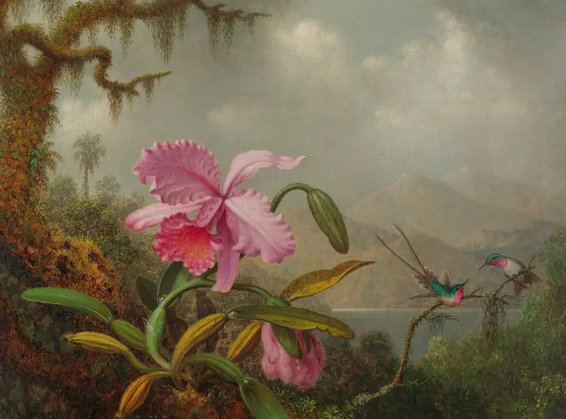 Orchids And Hummingbirds av Martin Johnson Heade