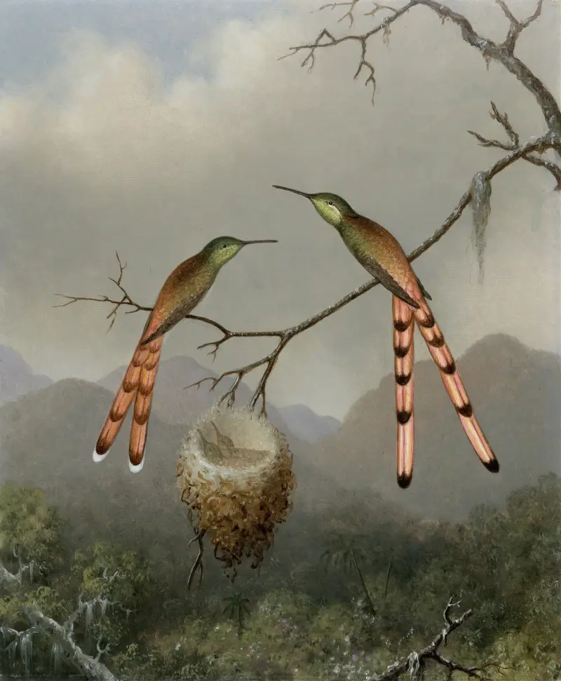 Two Hummingbirds with Their Young av Martin Johnson Heade