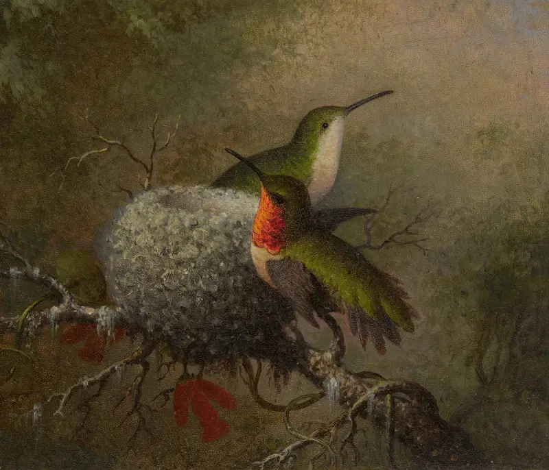 Zwei Rubinkehlkolibris an ihrem Nest von Martin Johnson Heade