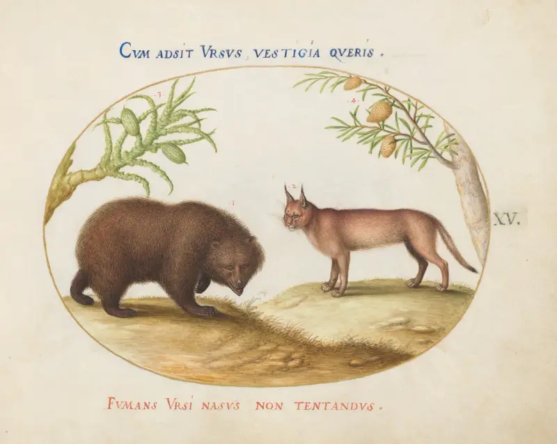 Ein Bär und ein Luchs von Joris Hoefnagel