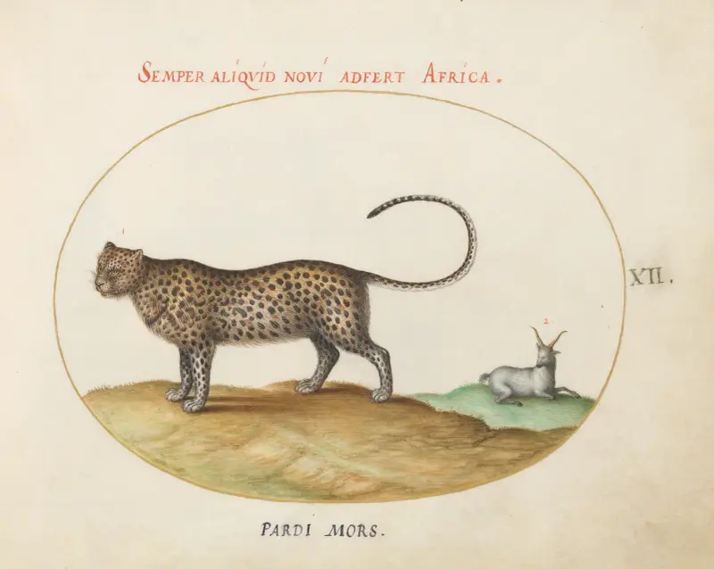 A Cheetah and a Wild Sheep av Joris Hoefnagel