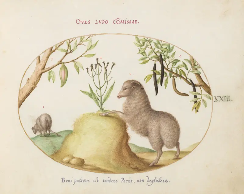 A Fat-Tailed Sheep, a Sheep with a Long Tail, a ‘Cassia purgatrix,’and Other Plants av Joris Hoefnagel