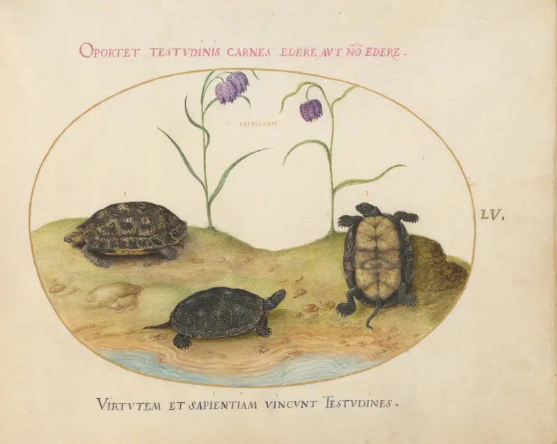 A Hermann’s or Greek Tortoise, Two European Pond Turtles, and Two Fritillaria av Joris Hoefnagel