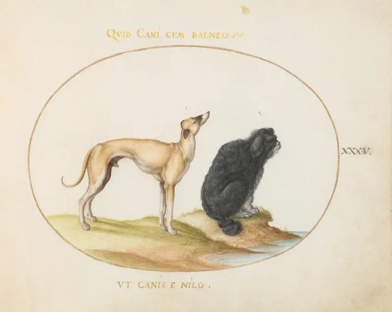 En hund och en vattenspaniel av Joris Hoefnagel
