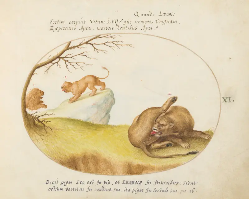 A Lioness with Two Lions in the Background av Joris Hoefnagel