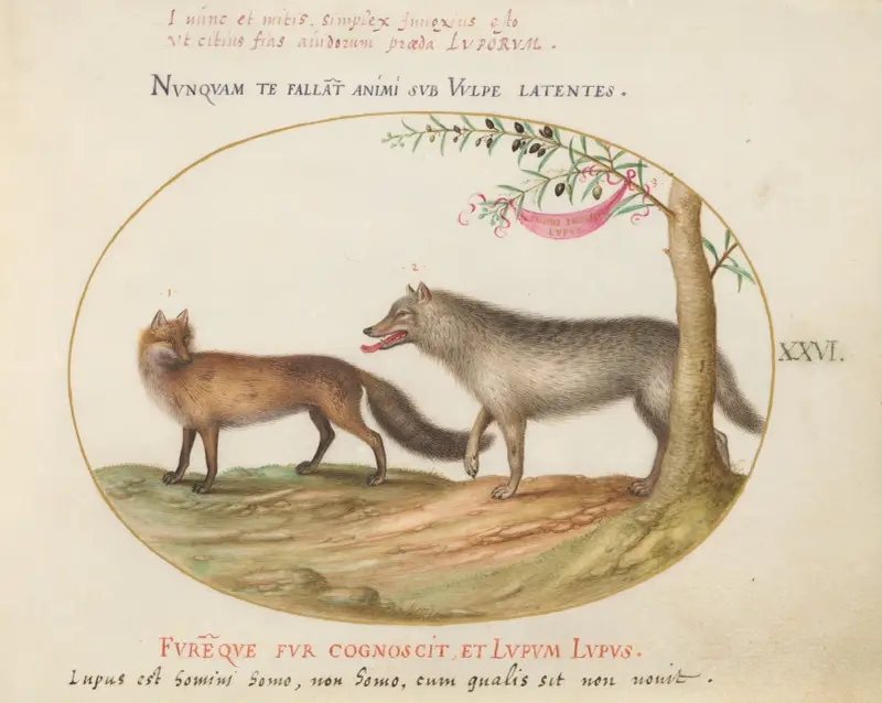 Ein Rotfuchs und ein Wolf von Joris Hoefnagel