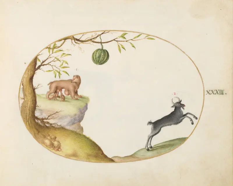 En 'Simivulpa' (opossum) och en stenbock av Joris Hoefnagel