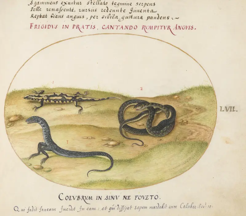 A Snake, a Fire Salamander, and a Snakelike Creature with Two Legs av Joris Hoefnagel