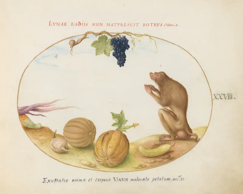 A ‘Tartarine’ (Barbary Macaque) with Fruit and a Snail av Joris Hoefnagel