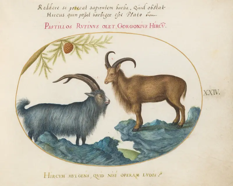 A Wild Goat and a Barbary Sheep av Joris Hoefnagel