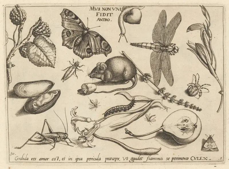 Archetypa studiaque patris Georgii Hoefnagelii Pl.02 av Joris Hoefnagel