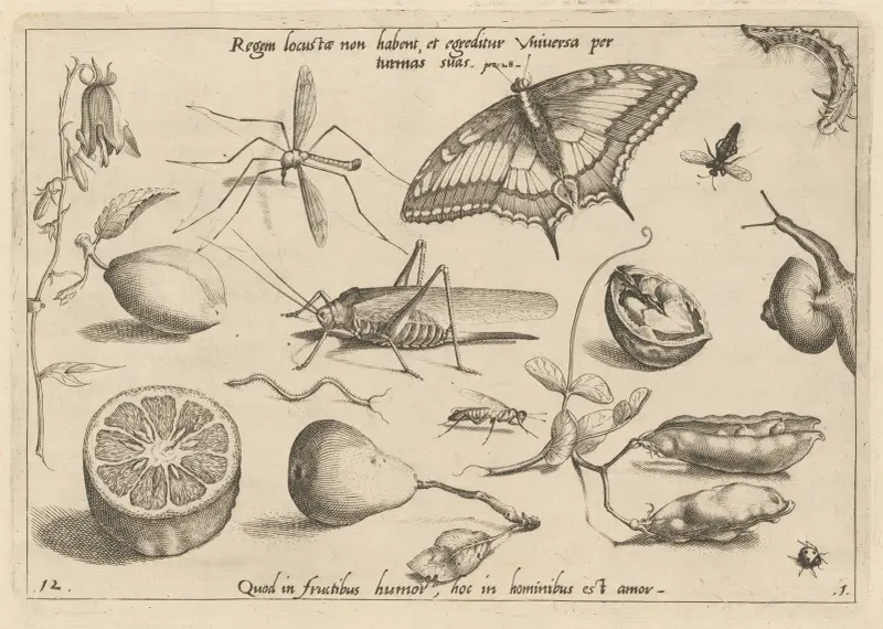 Archetypa studiaque patris Georgii Hoefnagelii Taf. 04 von Joris Hoefnagel