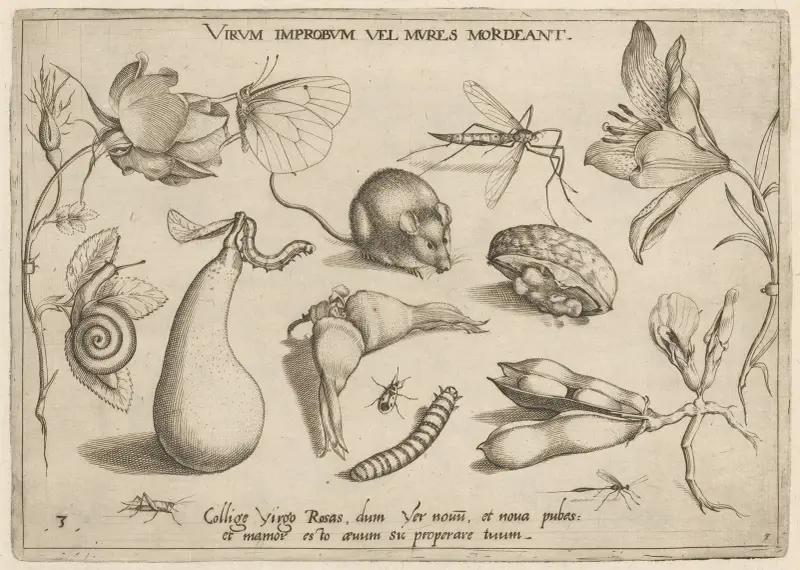 Archetypa studiaque patris Georgii Hoefnagelii Pl.06 av Joris Hoefnagel