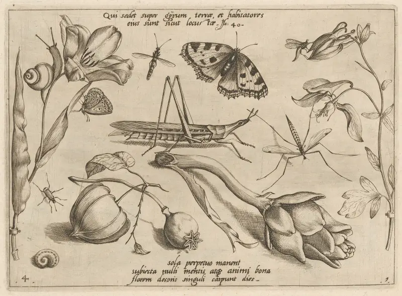 Archetypa studiaque patris Georgii Hoefnagelii Pl.07 av Joris Hoefnagel
