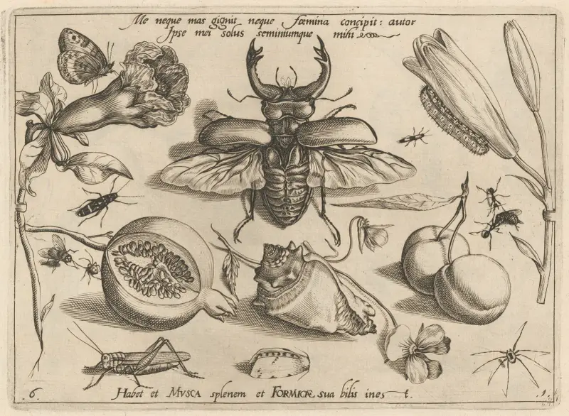 Archetypa studiaque patris Georgii Hoefnagelii, Tafel 08 von Joris Hoefnagel