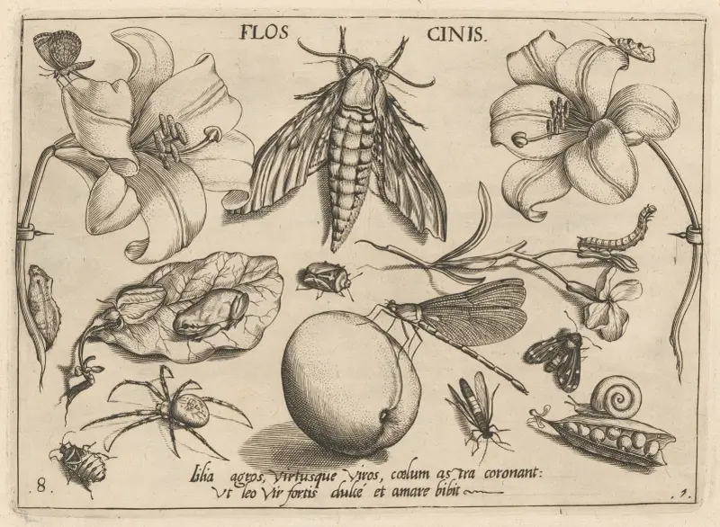 Archetypa studiaque patris Georgii Hoefnagelii Pl.10 av Joris Hoefnagel