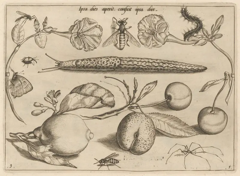 Archetypa studiaque patris Georgii Hoefnagelii Pl.11 av Joris Hoefnagel