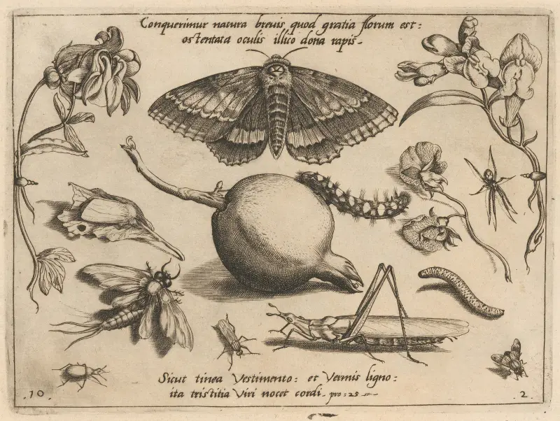 Archetypa studiaque patris Georgii Hoefnagelii Pl.14 av Joris Hoefnagel