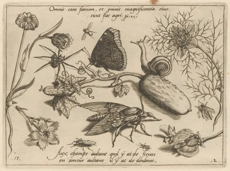 Archetypa studiaque patris Georgii Hoefnagelii Pl.15 av Joris Hoefnagel