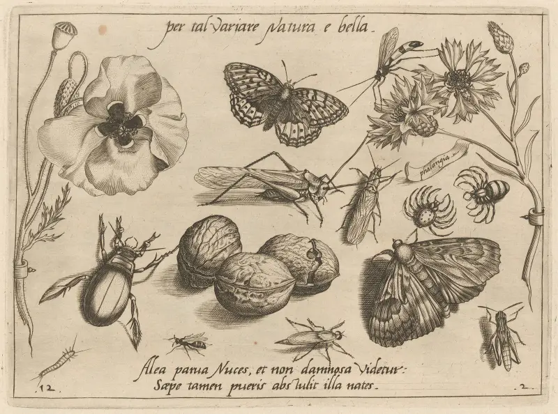 Archetypa studiaque patris Georgii Hoefnagelii Pl.16 av Joris Hoefnagel