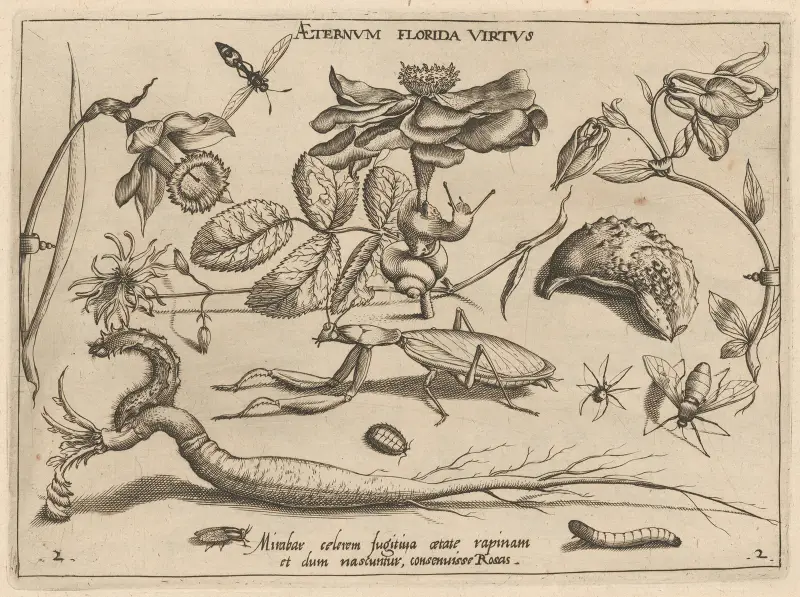 Archetypa studiaque patris Georgii Hoefnagelii Pl.17 av Joris Hoefnagel