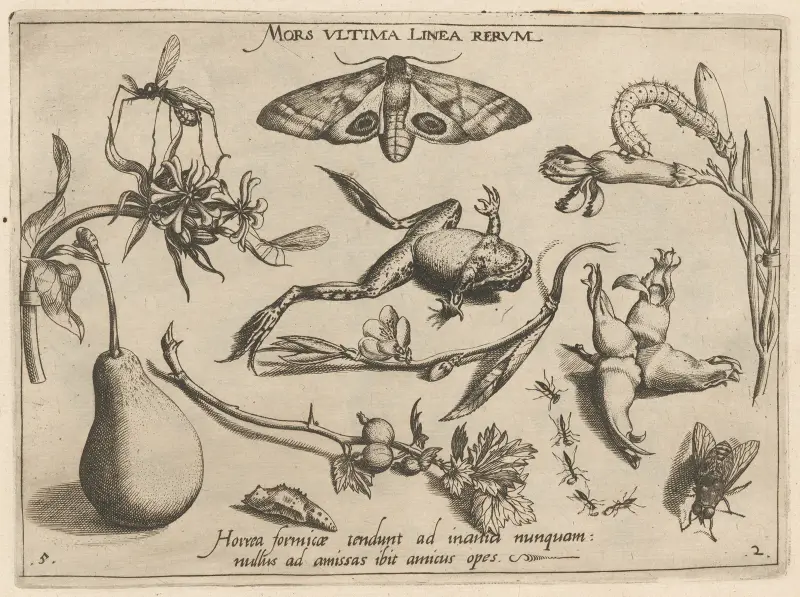 Archetypa studiaque patris Georgii Hoefnagelii Pl.20 av Joris Hoefnagel