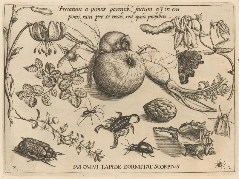 Archetypa studiaque patris Georgii Hoefnagelii Taf. 22 von Joris Hoefnagel