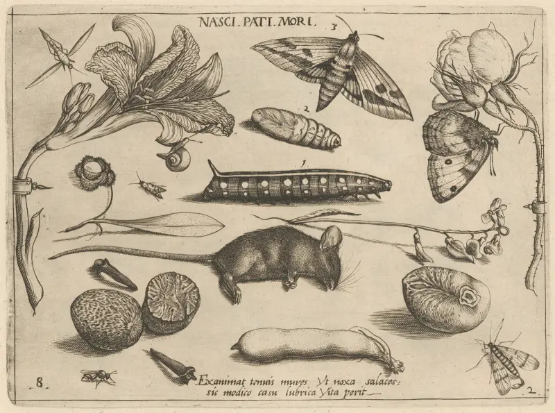 Archetypa studiaque patris Georgii Hoefnagelii Pl.23 av Joris Hoefnagel