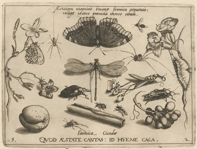 Archetypa studiaque patris Georgii Hoefnagelii Pl.24 av Joris Hoefnagel