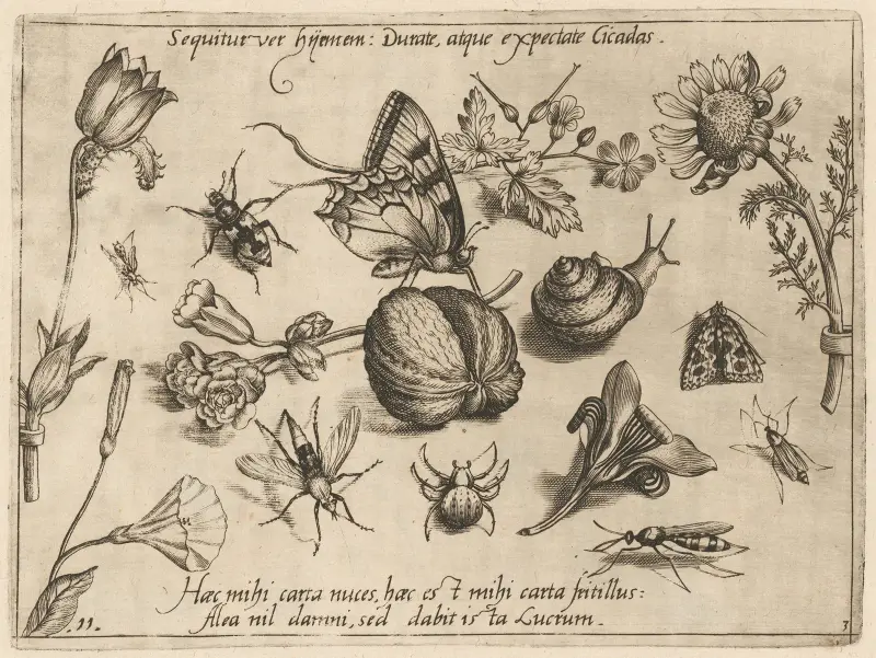 Archetypa studiaque patris Georgii Hoefnagelii Pl.28 av Joris Hoefnagel